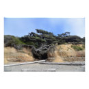 Search for 36x24 posters Beach