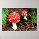 Search for amanita posters Muscaria