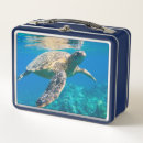 Search for sea turtle lunch boxes Turtles