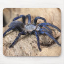 Search for tarantulas electronics Scary