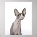 Search for sphynx cat art Animals