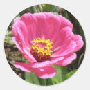 Search for zinnia stickers Photography