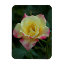 Search for single rose magnets Valentines