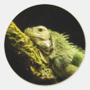 Search for iguanas stickers Green iguana