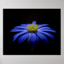 Search for black background posters Flowers