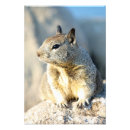 Search for wildlife photography posters Squirrel