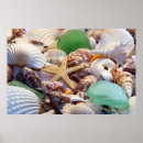 Search for seashell posters Star fish