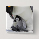 Search for island badges Antarctica
