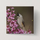 Search for crested badges Nature