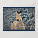 Search for pferd postcards Equine