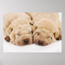 Search for shar pei art Animals