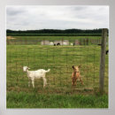 Search for goat posters Photography