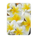 Search for plumeria magnets White