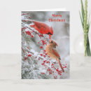 Search for red cardinal christmas cards Tree