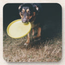 Search for loyalty coasters Outdoors