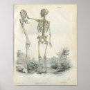 Search for human skeleton art Anatomy