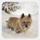 Search for wheaten terriers stickers Pet