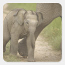 Search for asian elephant stickers Fauna