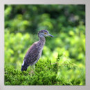 Search for young bird art Wildlife photography