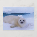 Search for canada winter postcards Animal