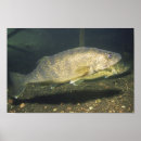 Search for walleye posters Pike
