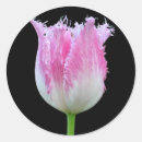 Search for pink tulips stickers Flowers