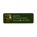Search for seagull return address labels Photography