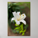 Search for white lily posters Green