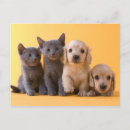 Search for dachshund puppy postcards Pets