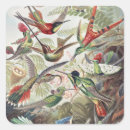 Search for hummingbird stickers Bird watching