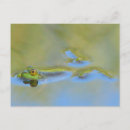 Search for froggies postcards Amphibians