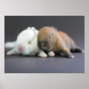 Search for dwarf photography Pets