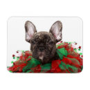Search for bulldog greeting magnets Puppy
