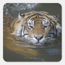 Search for view labels Animals in the wild