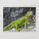 Search for iguana lizard postcards Beach