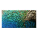 Search for peacock feather posters Nature