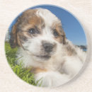 Search for vancouver coasters Animal