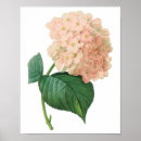 Search for vintage hydrangea posters Garden