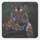Search for colourful tiger stickers Wildlife