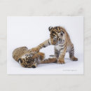 Search for captive postcards Horizontal