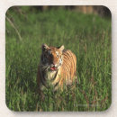 Search for bengal barware Animal