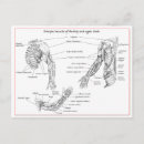 Search for trapezius Human anatomy