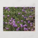 Search for flutter postcards Butterfly