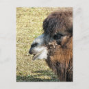 Search for bactrian postcards Animal