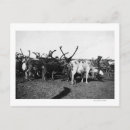 Search for herding postcards Reindeer