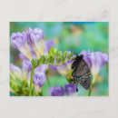 Search for plexippus Flower
