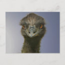 Search for funny ostrich postcards Wildlife