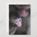 Search for macaques cards Cute