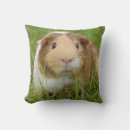 Search for guinea pig cushions Pets