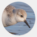 Search for sandpiper stickers Shore